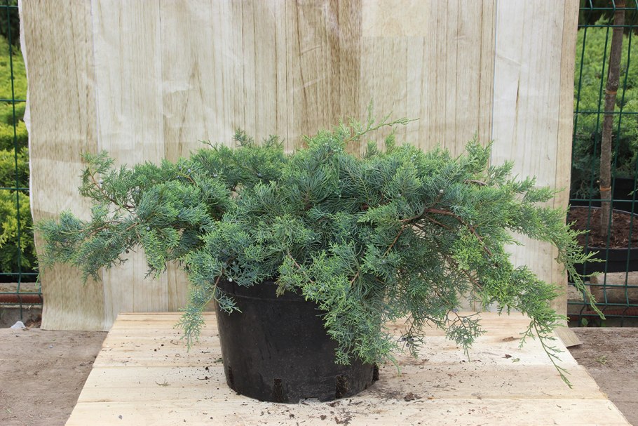 Рассада Кипарис туя