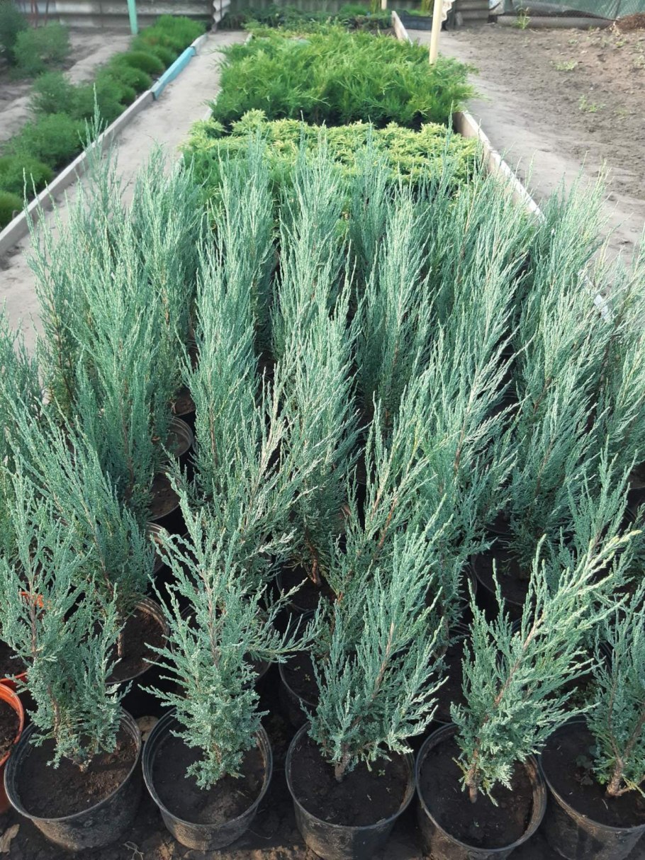 Можжевельник грей Оул