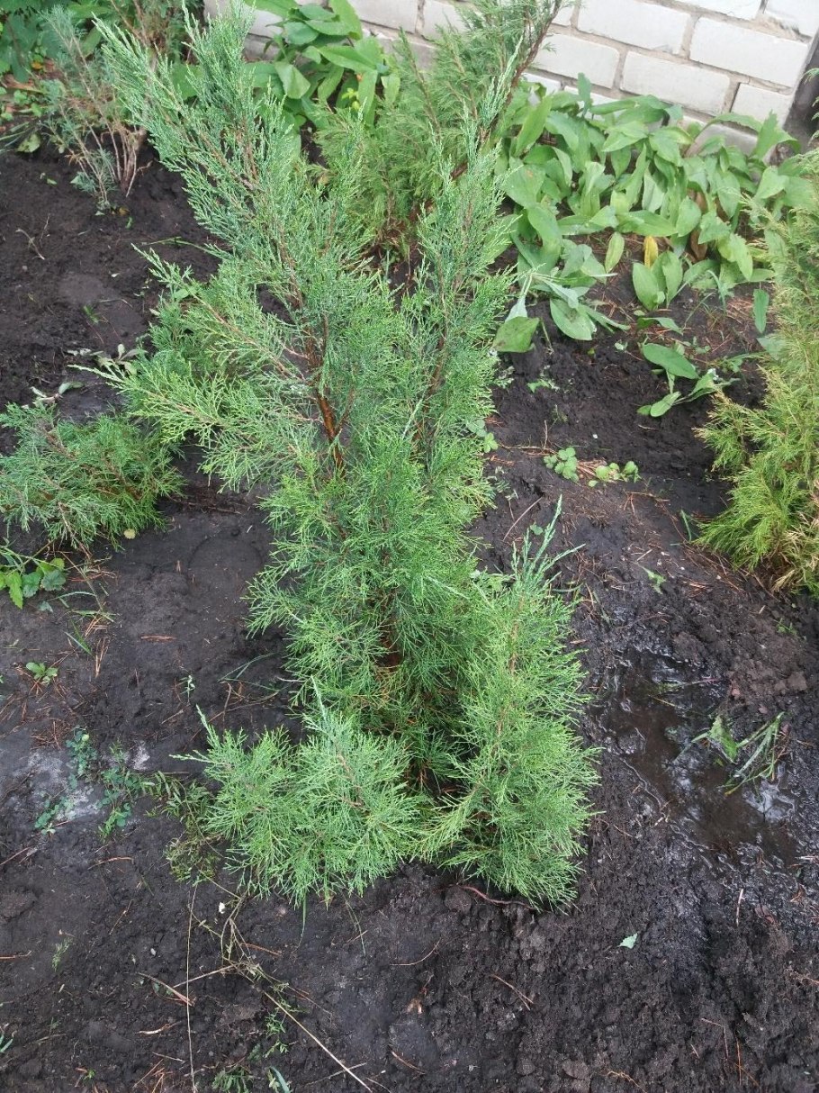 Можжевельник казацкий пирамидальный