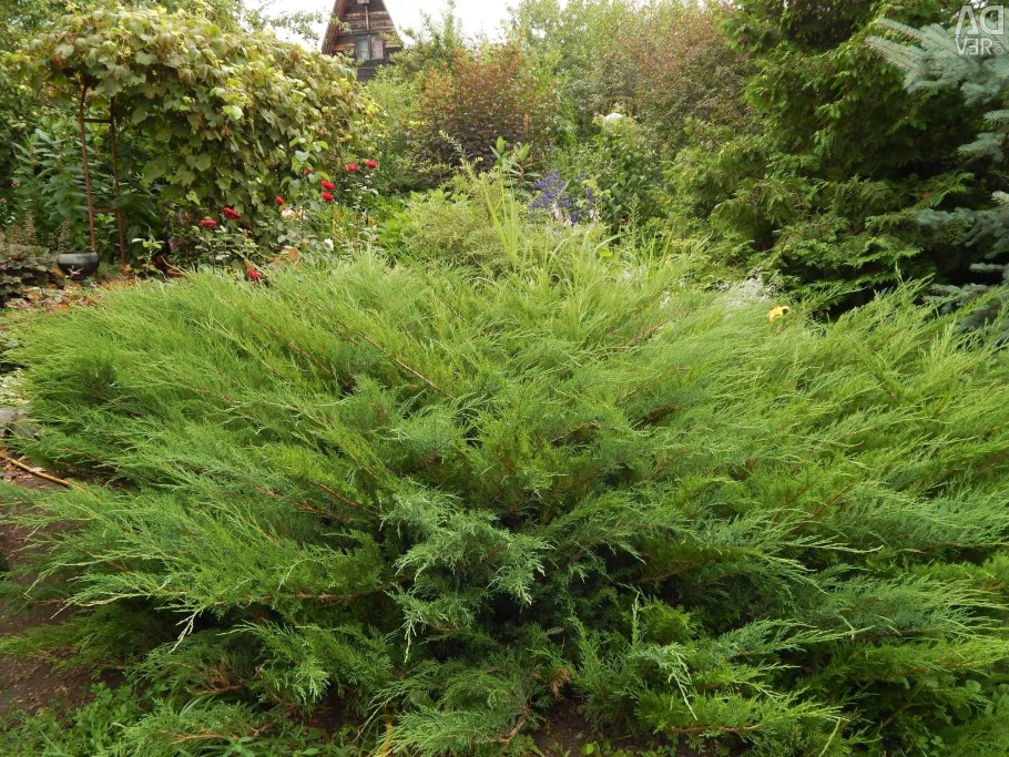 Можжевельник Mint Julep