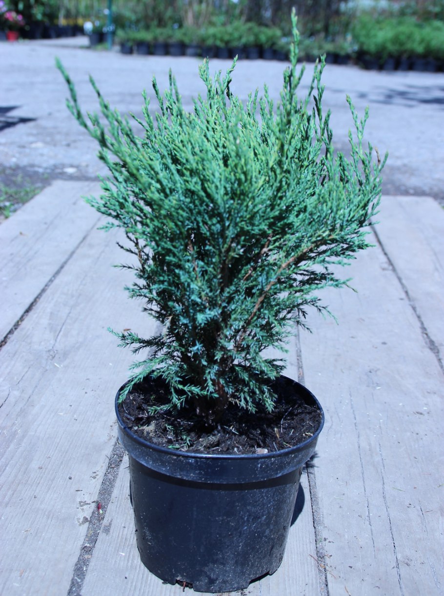 Можжевельник казацкий Hicksii