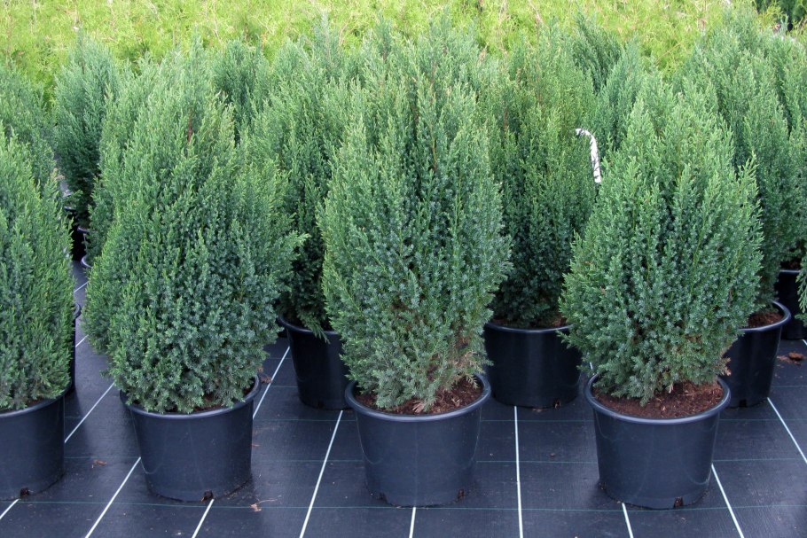Можжевельник казацкий Стрикта