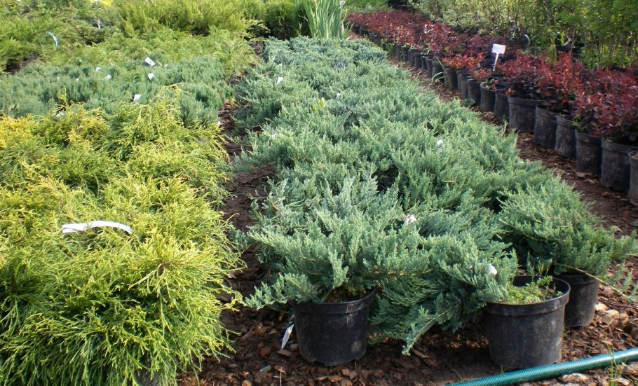 Марусин сад можжевельник