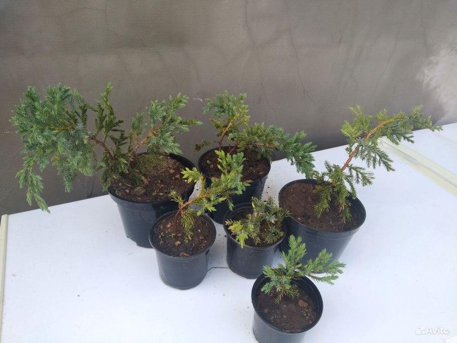 Саженец можжевельник Hibernica