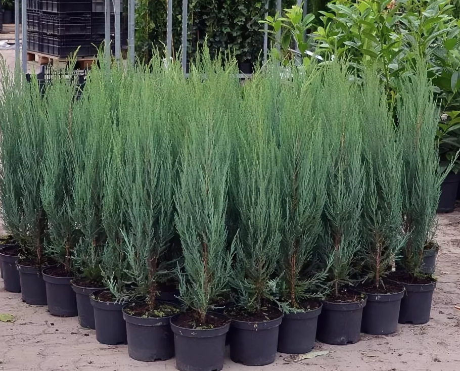 Можжевельник горизонтальный Голден карпет