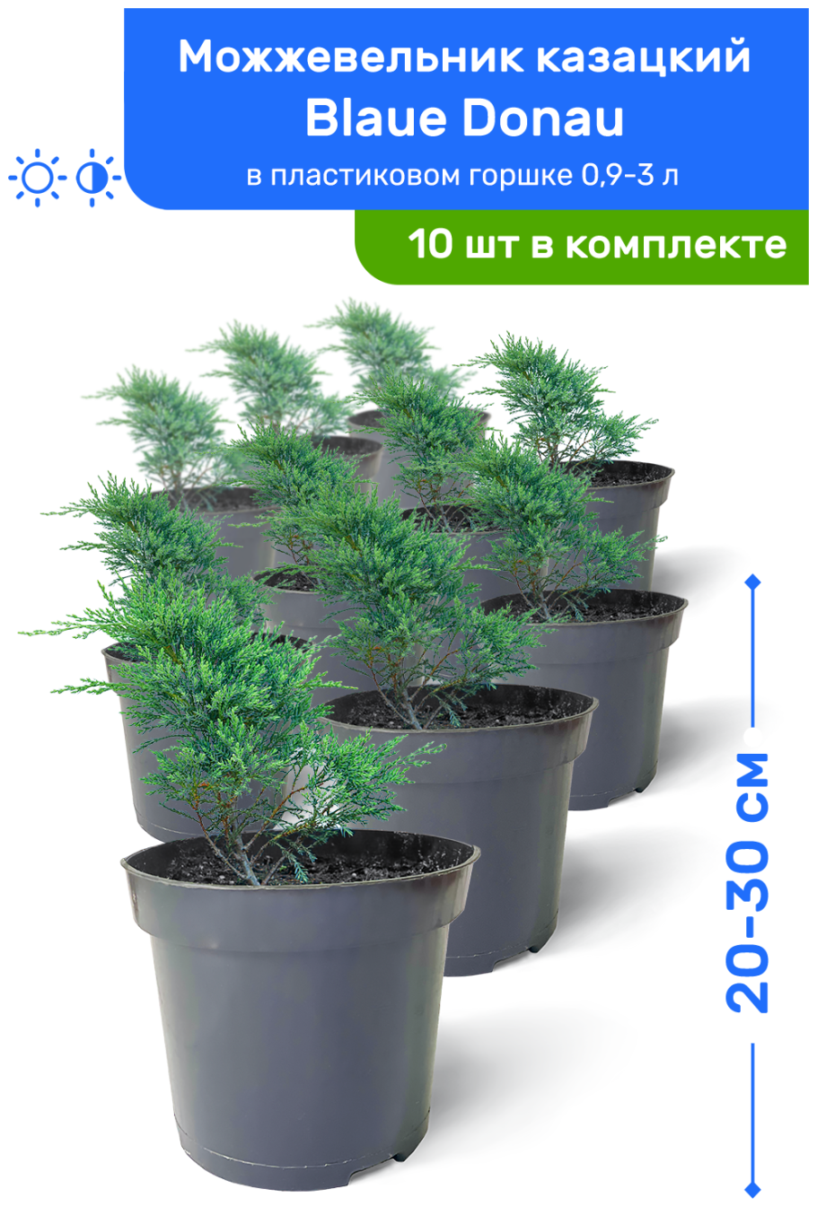 Можжевельник в горшочке купить в ленте