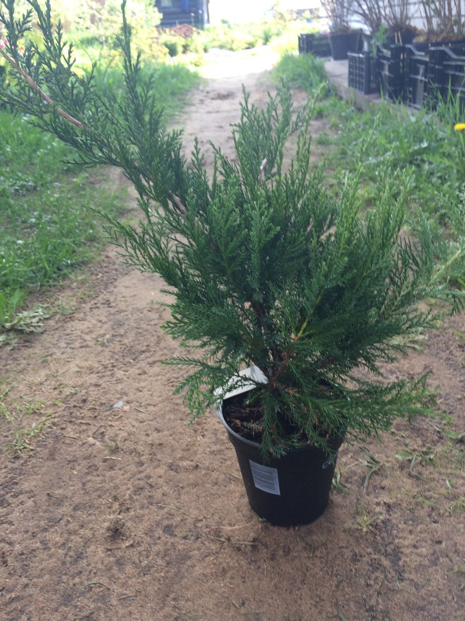 Можжевельник казацкий в лесу