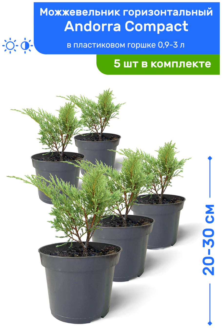 Черенки туи Брабант