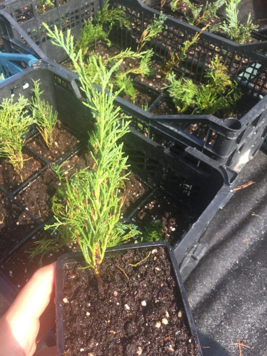 Можжевельник скальный айвори Эрроу