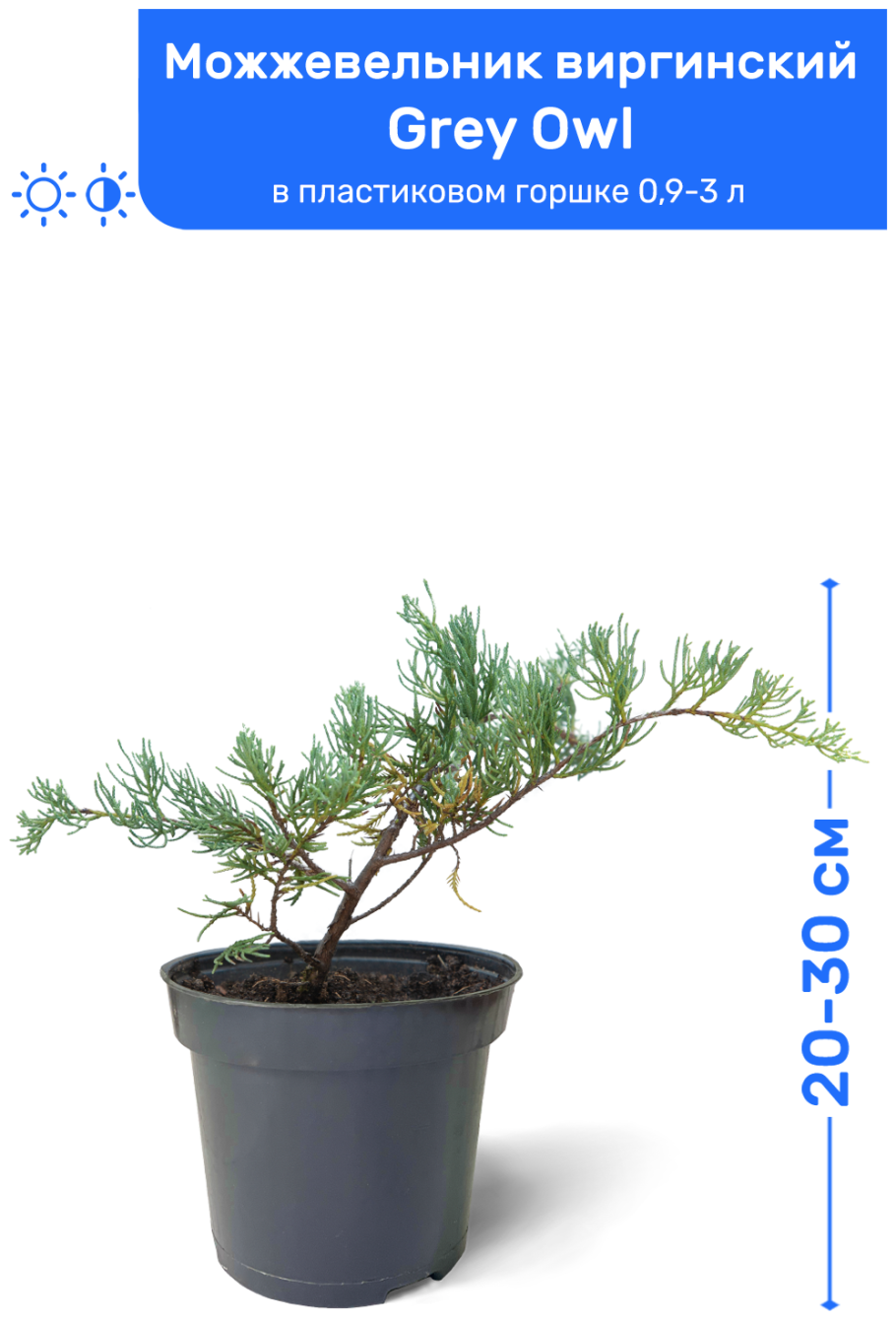 Можжевельник Блю высота взрослого