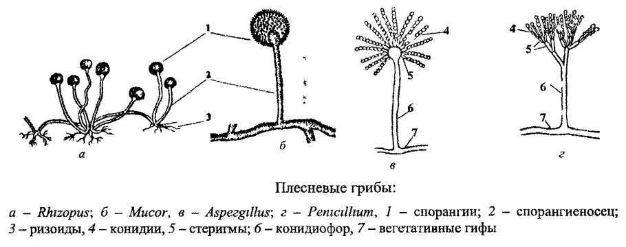 Зеленые страницы мать и мачеха