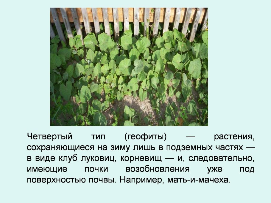 Мать-и-мачеха красная книга