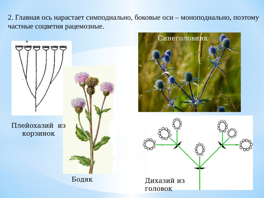 Сложный дихазий соцветие
