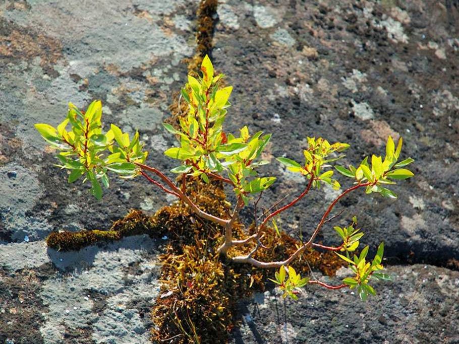 Флора и фауна тундры