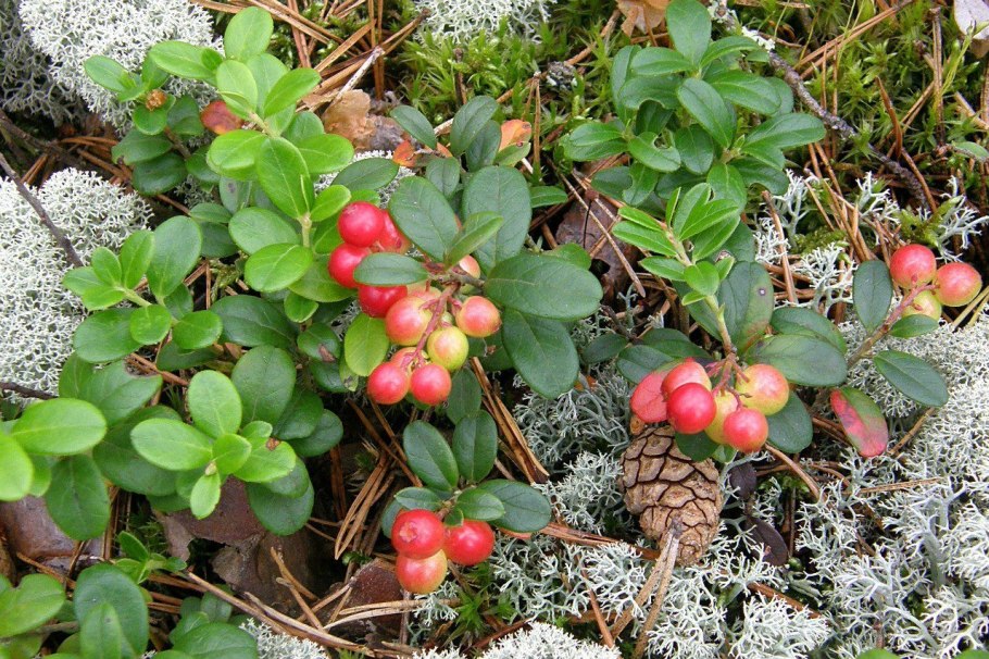 Тундра лишайники карликовая береза