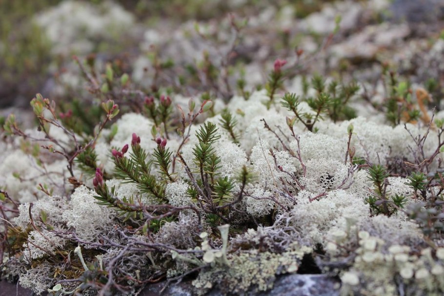 Береза карликовая Голден Треже