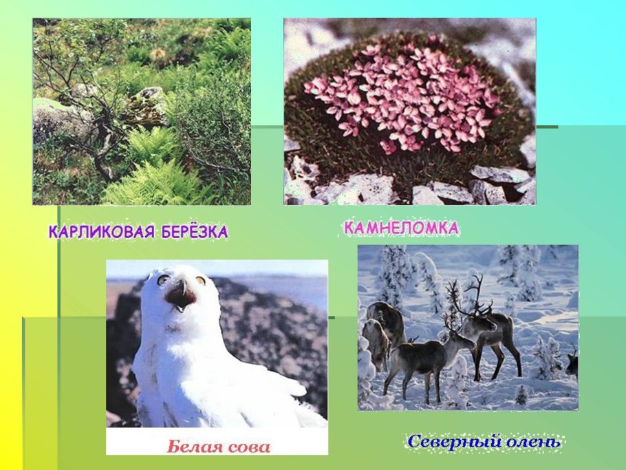 Ива Полярная