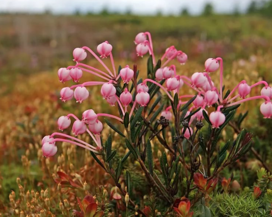 Голубика Ямал