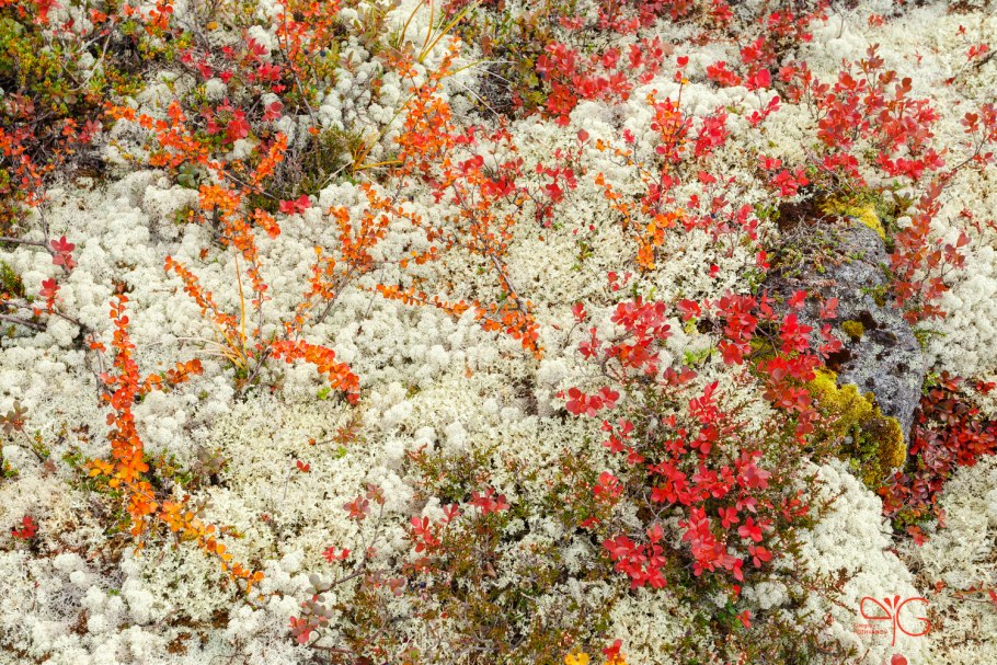 Подбел Andromeda polifolia