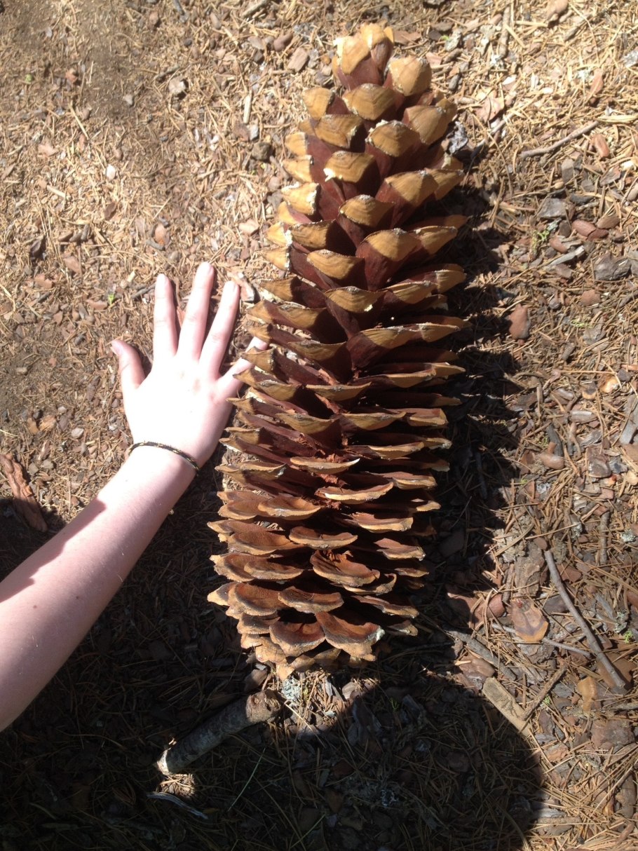 Pinus lambertiana шишки