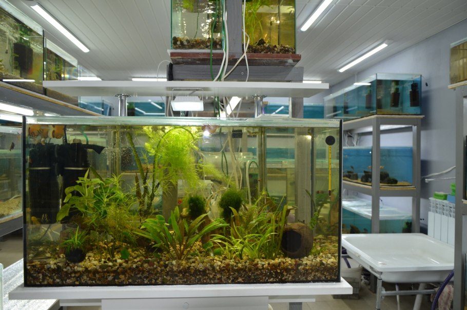 Разводня аквариумных рыбок