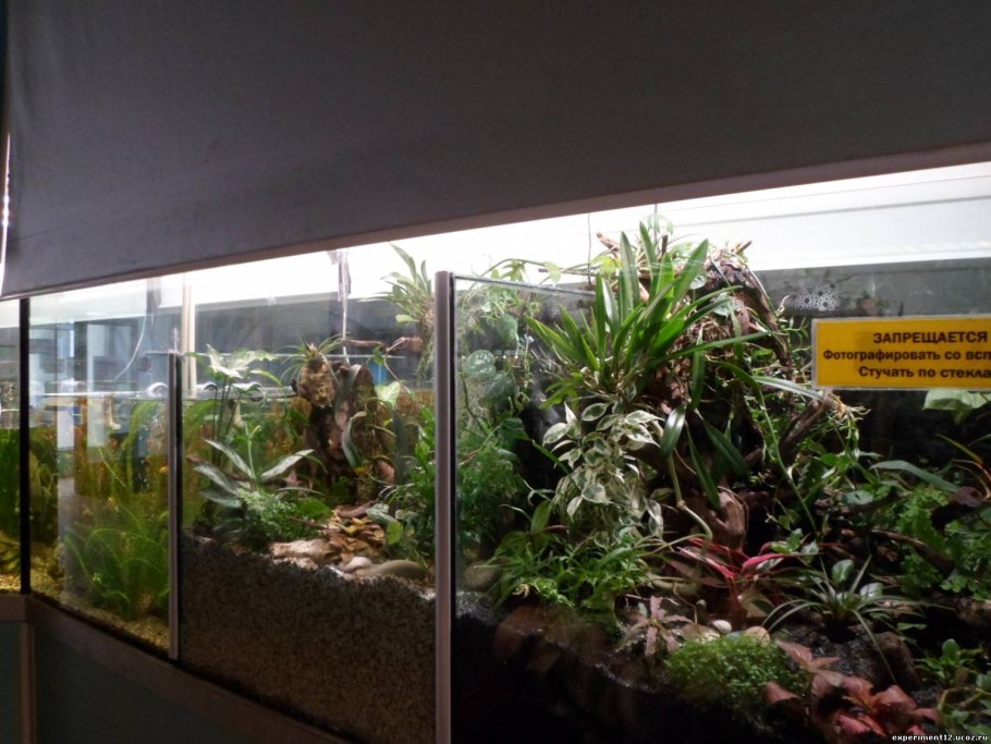 Аквариум в оранжерее