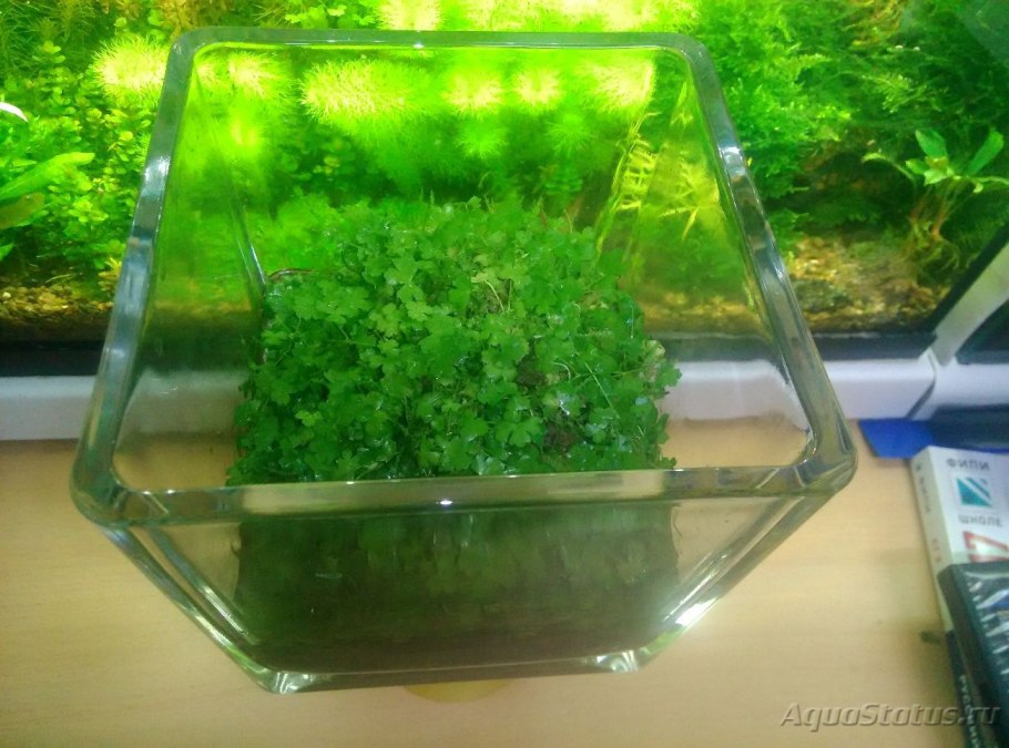 Аквариумная тепличка