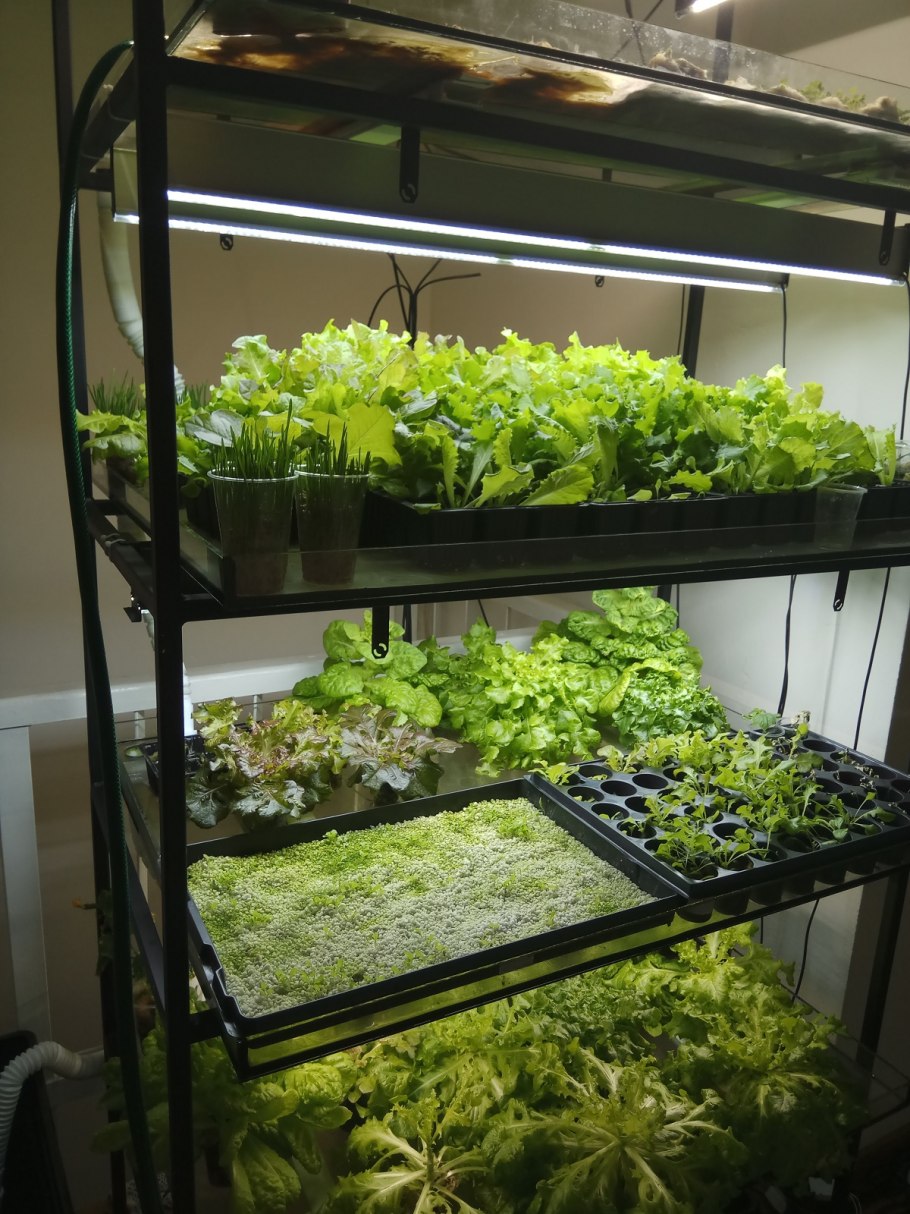 Ферма микрозелени