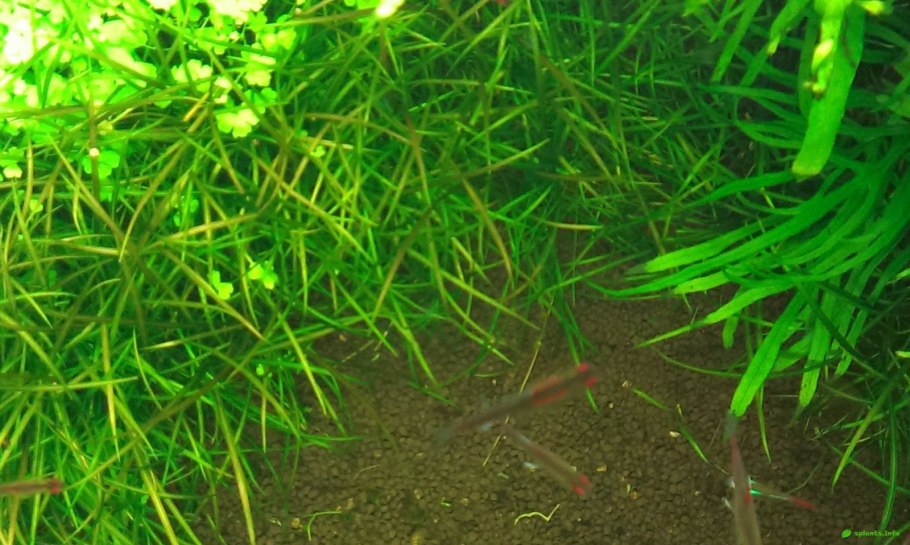 Фиолетовый бамбук аквариумное растение