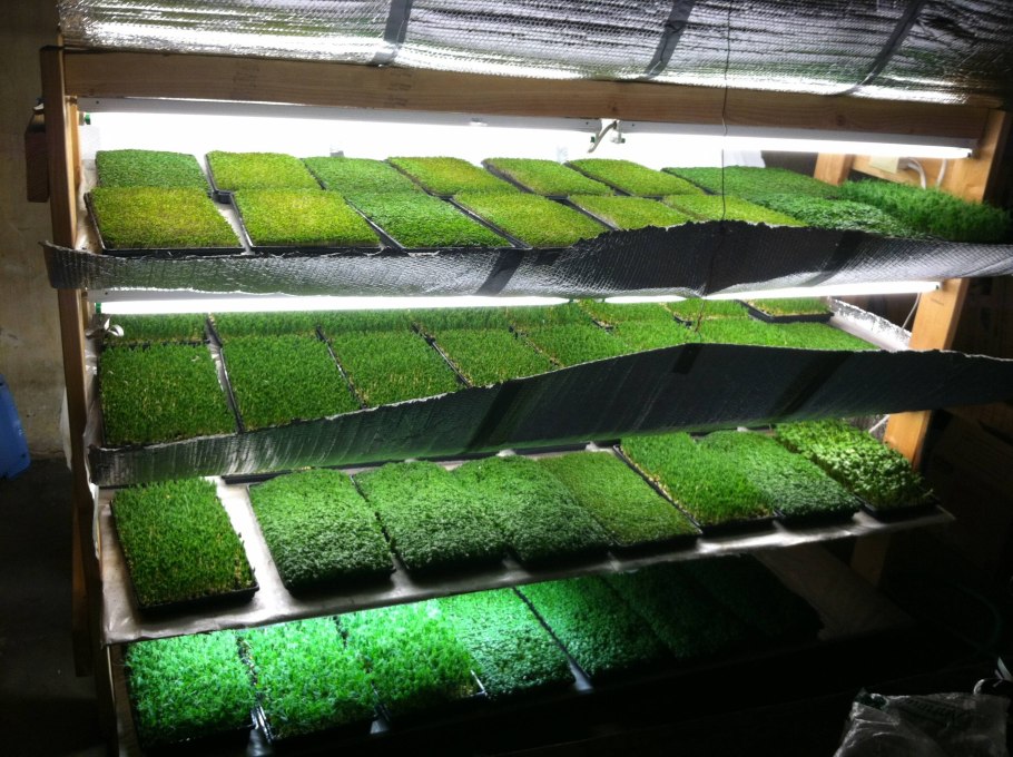 Микрозелень гидропоника
