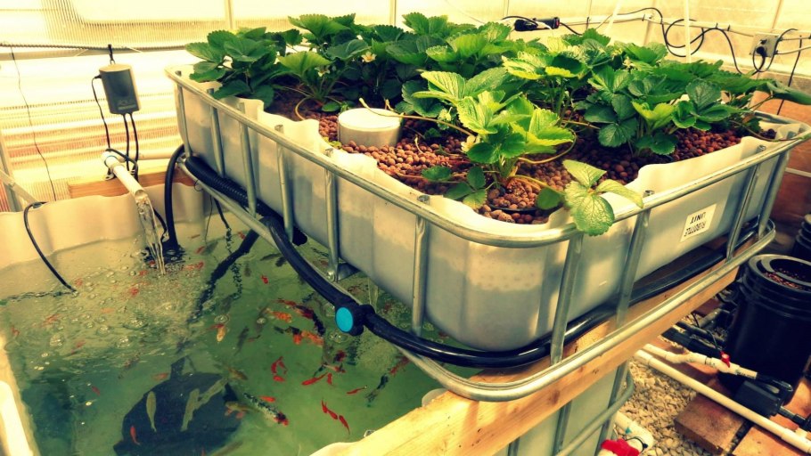 Ферма Аквапоника