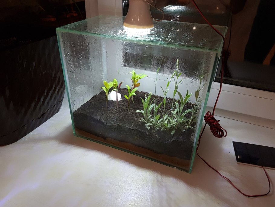 Тепличка из аквариума
