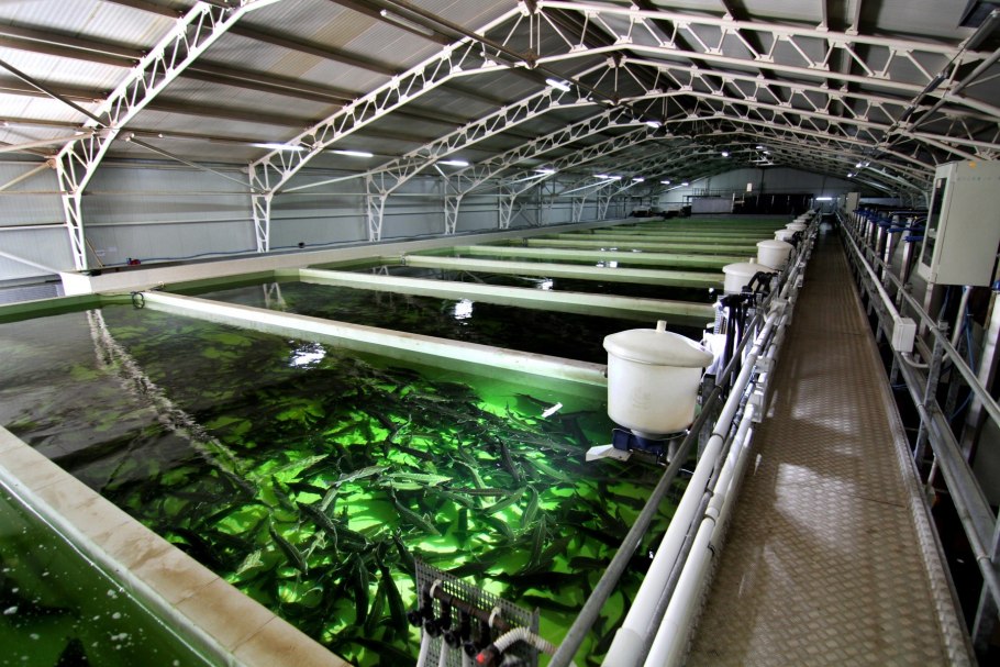 Аквакультура УЗВ