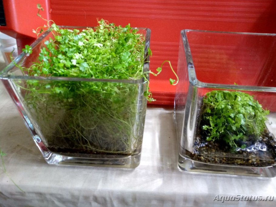 Мини тепличка для аквариумных растений