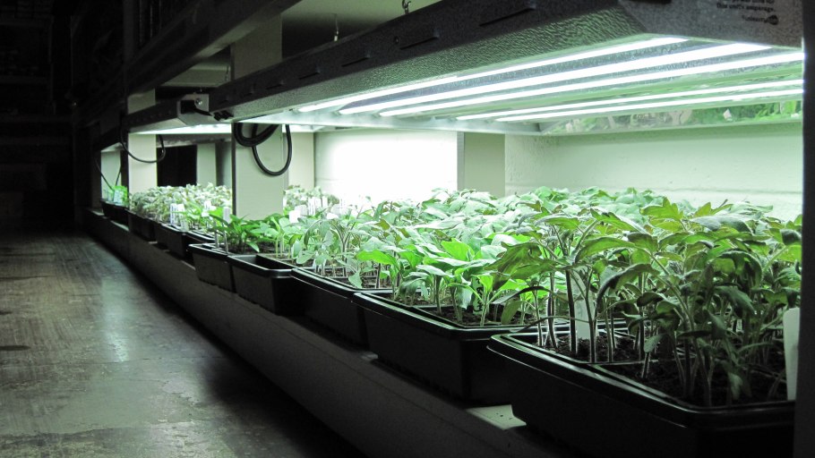 Обычная лампа для рассады