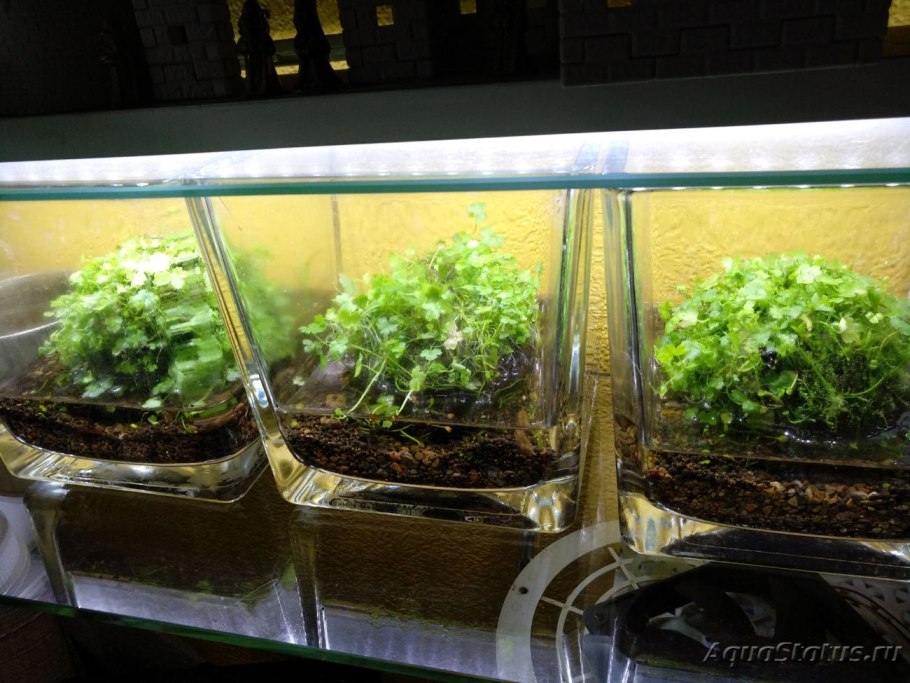Рассада в аквариуме