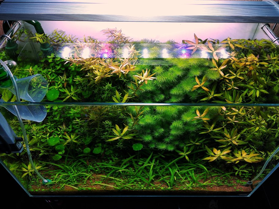 Растительный аквариум