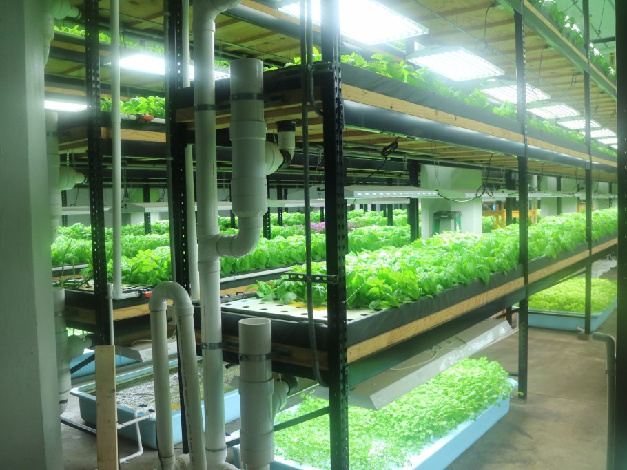 Аквапоника и гидропоника