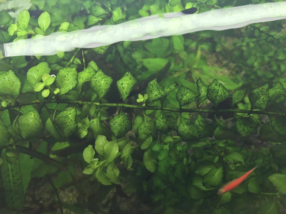 Аквариумная Лиана