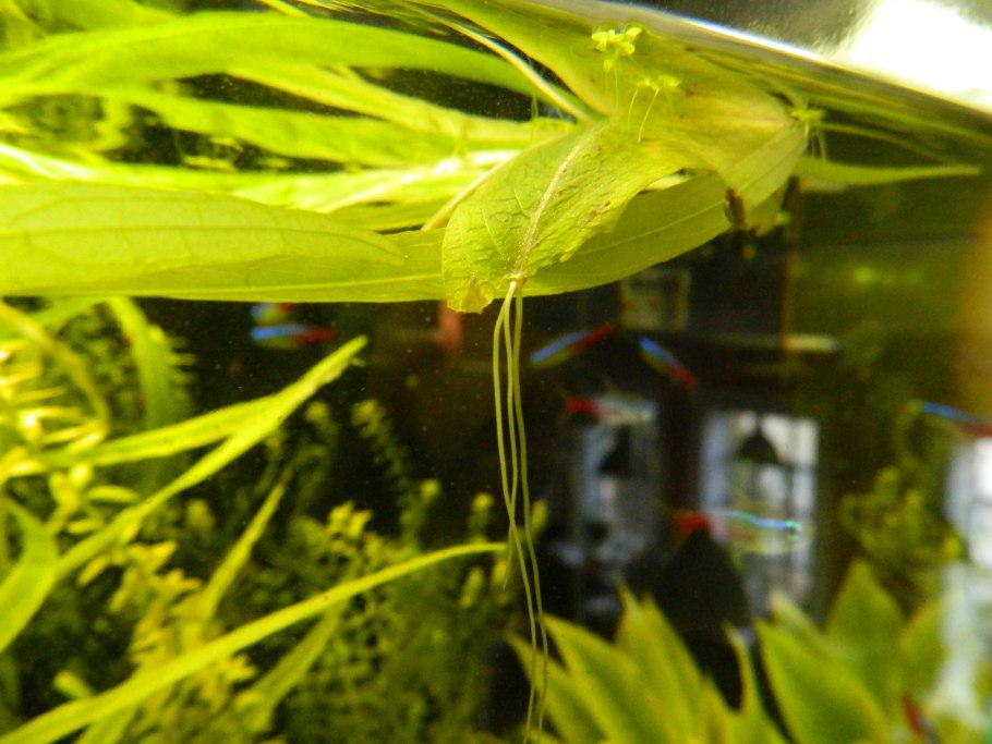 Лимонник аквариумное растение размножение