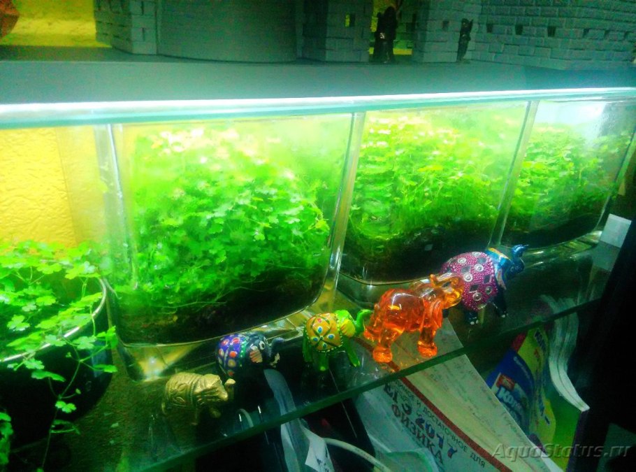 Мини тепличка для аквариумных растений