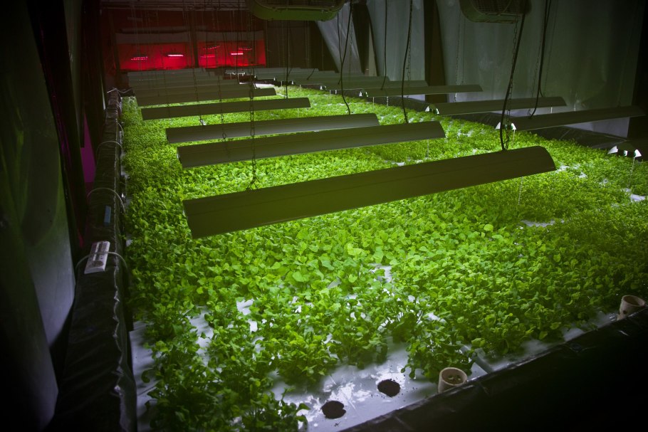 Гидропоника ферма базилик