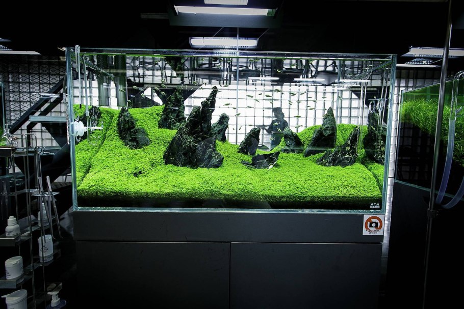 Микрантема Монте Карло