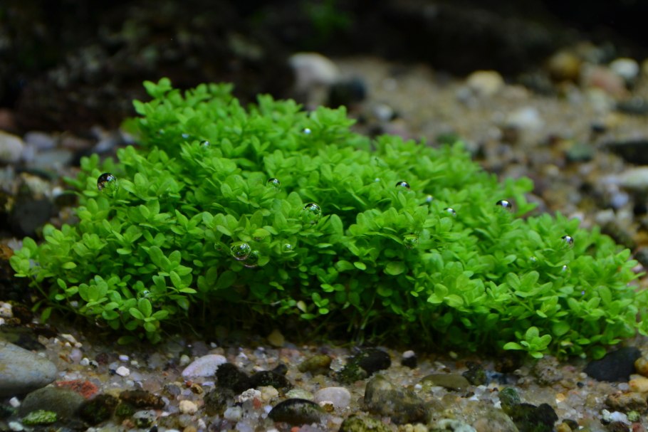 Хемиантус Наземный