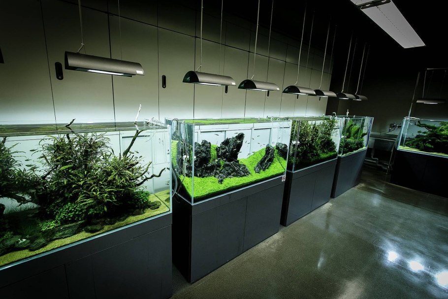 Травник Такаши Амано