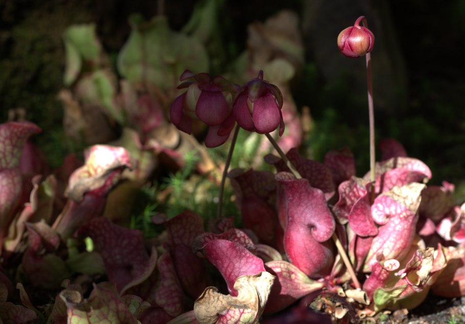 Sarracenia purpurea гомеопатия