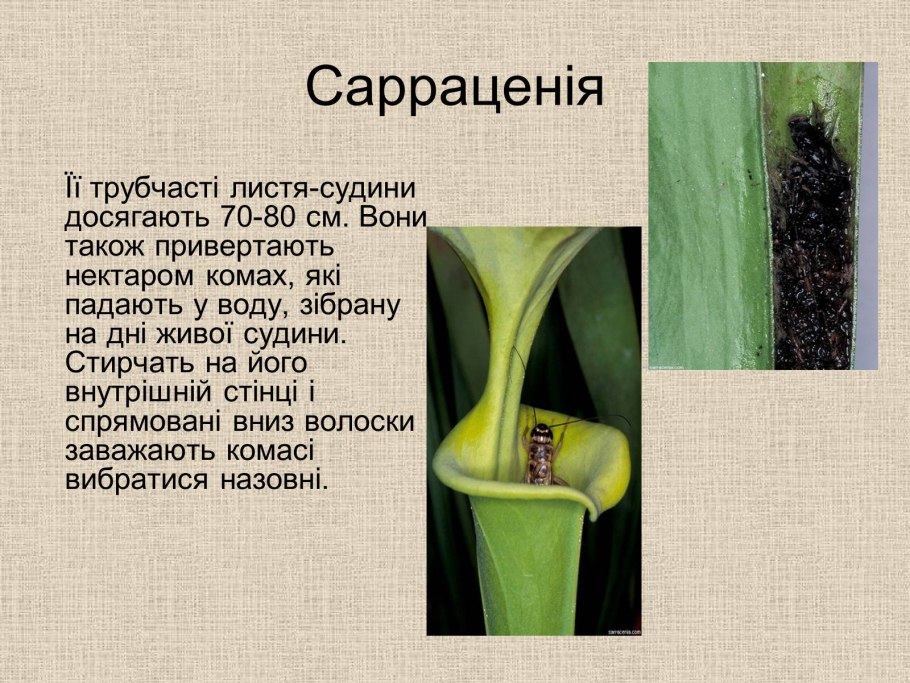 Растении талисманы природы
