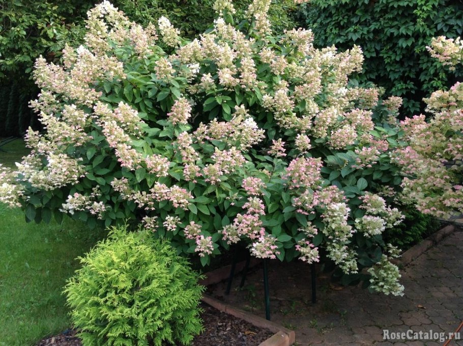 Гортензия метельчатая (Hydrangea paniculata `unique`)