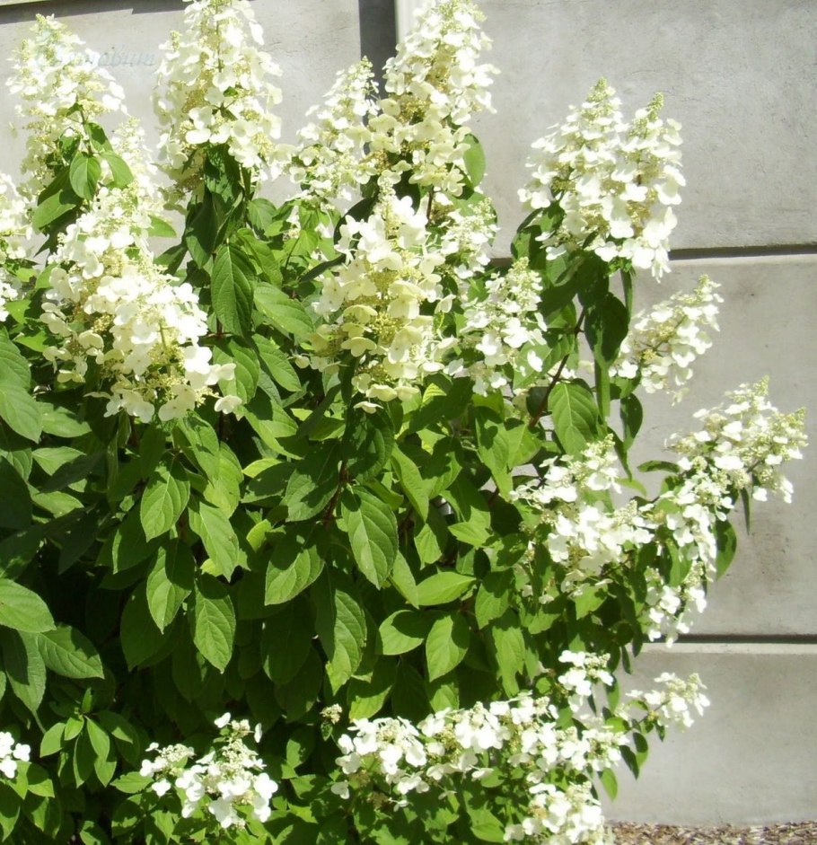 Гортензия метельчатая Юник