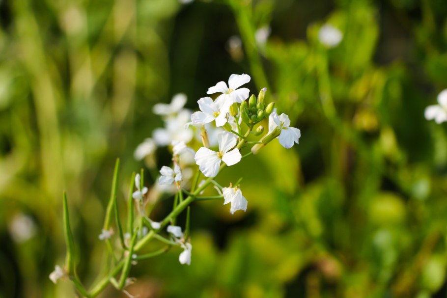 Нарисовать растения семейства крестоцветных
